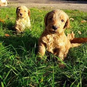 A Doodle to breed with