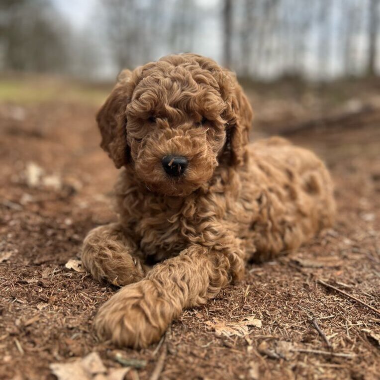 Labradoodle-Züchter.